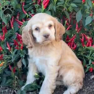 Audrey, Cocker Spaniel Puppy